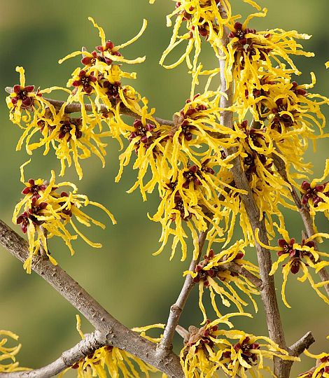 Hamamelis 'Arnold Promise'